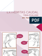 Extremitas Caudal Tibphalkelas B