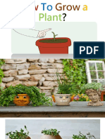 How To Grow a Plant