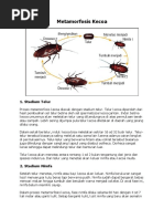 Download Metamorfosis Kecoa by caraka SN358580394 doc pdf