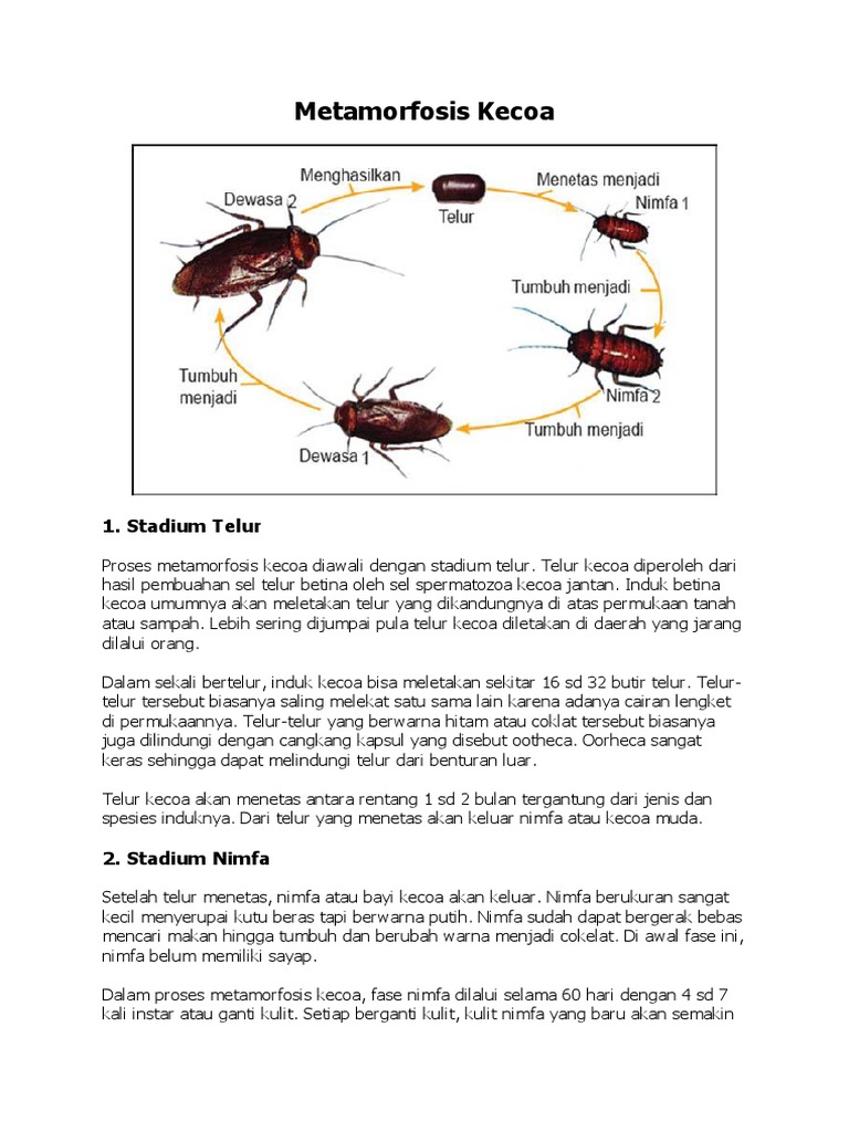 Metamorfosis Kecoa