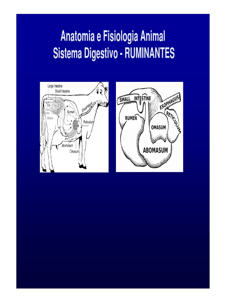Anatomia e Fisiologia do Rúmen | PDF | Sistema digestivo humano ...
