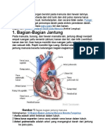 Anatomy Jantung