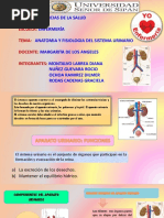 ANATOMIA-Y-FISIOLOGIA-DEL-SISTEMA-URINARIO.pptx