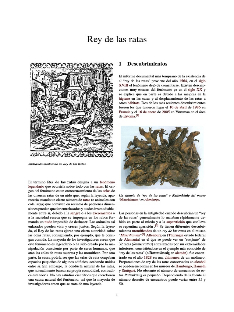 El fenómeno del Rey de las Ratas | PDF | Rata | Roedor