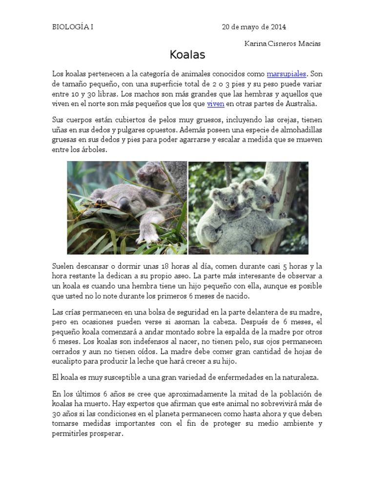 Clasificación y características del koala | PDF | Hogar, jardinería y ...