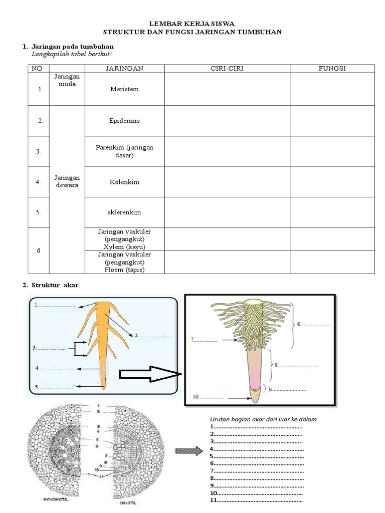  Lks  Struktur Dan  Fungsi Jaringan  Tumbuhan  Kelas 8 Pdf