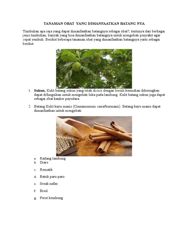 Tumbuhan  apa saja yang dapat dimanfaatkan batangnya   Tumbuhan  apa saja yang dapat dimanfaatkan batangnya