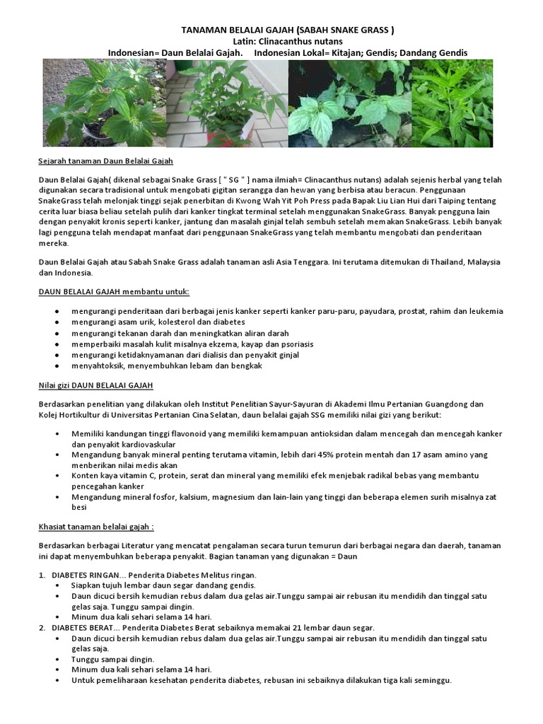 Tanaman Belalai Gajah Pdf
