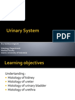 Histologi Sistem Urinarius