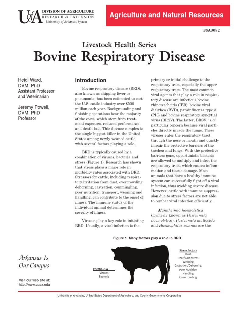 Understanding Bovine Respiratory Disease A Guide to the Causes