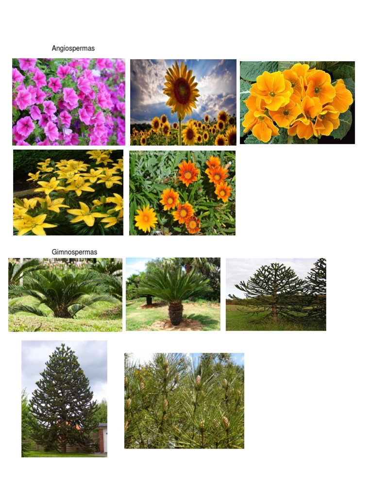 Angiospermas Y Gimnospermas