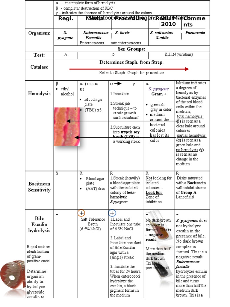 Streptoococcal Pathogens | PDF | Streptococcus | Bacteria