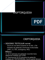 Criptorquidia 130319223306 Phpapp01