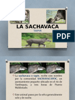 La Sachavaca