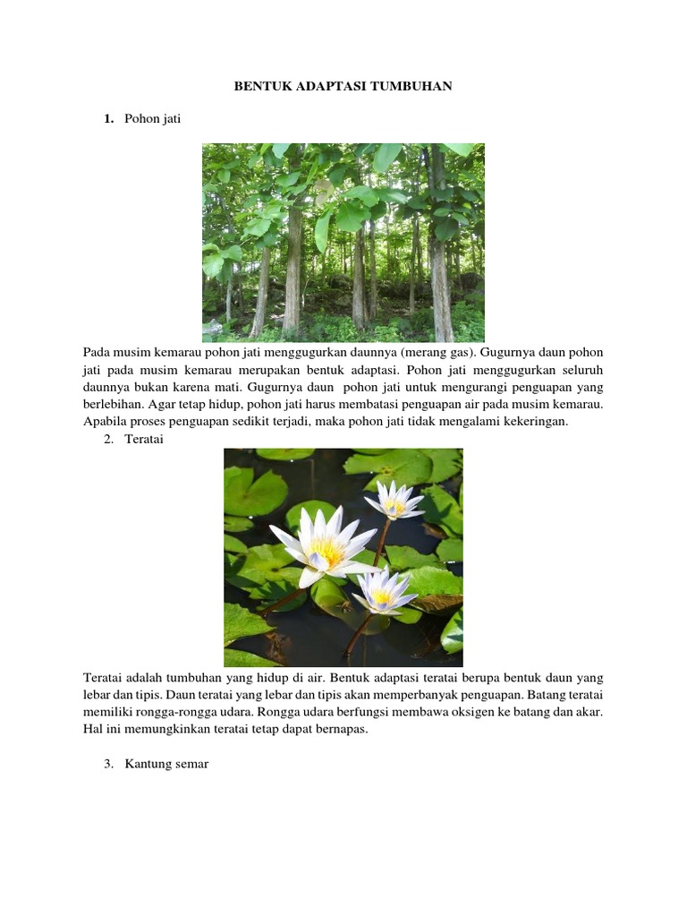 Bentuk Adaptasi Tumbuhan