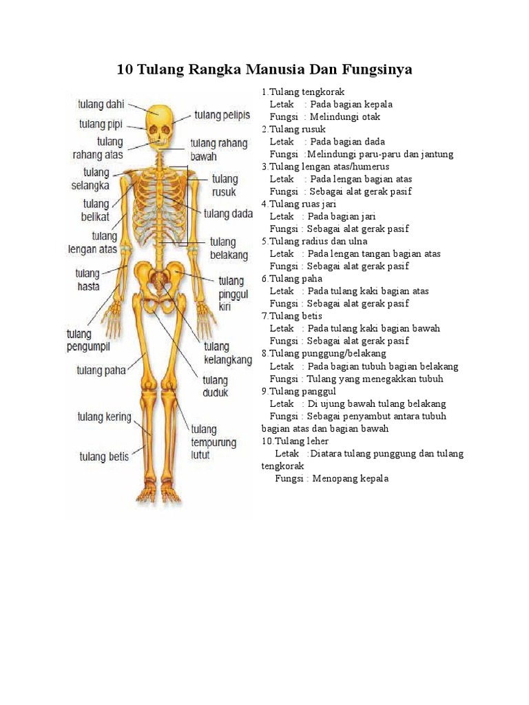 10 Tulang Rangka  Manusia Dan Fungsinya