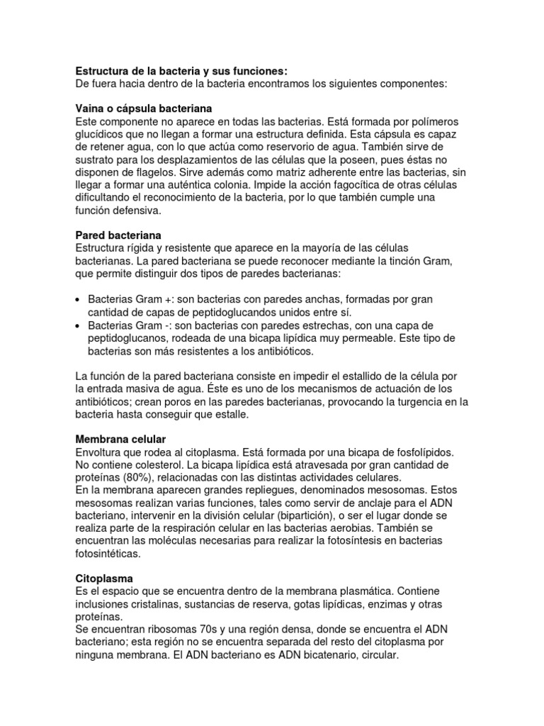 Estructura de La Bacteria y Sus Funciones | PDF | Las bacterias | Plásmido