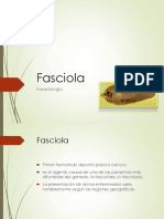 Fasciola Hepatica