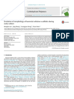 Evolution of Morphology of Bacterial Cellulose Scaffolds-2