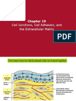 Chapter 19 - Cell Junctions and Cell Adhesion - 120109
