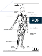 Aparatocirculatorio 01