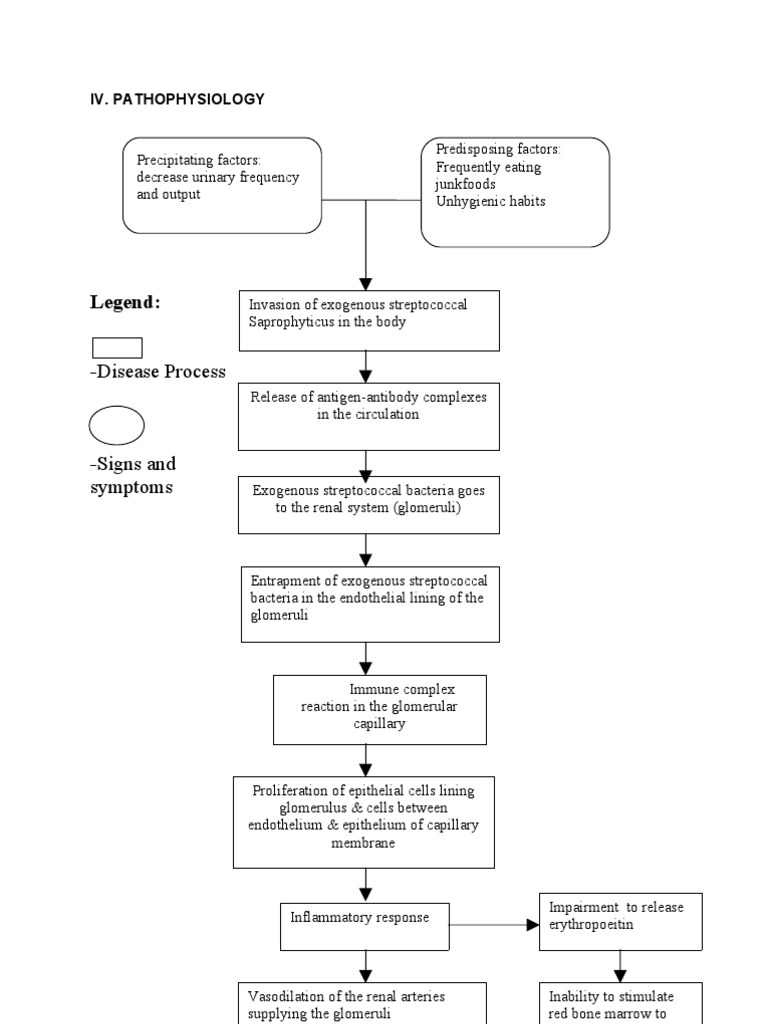 Acute Glomerulonephritis Pathophysiology | PDF | Capillary | Kidney