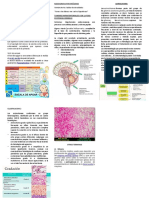 Astrocitomas: Generalidades, clasificación y síntomas de los tumores cerebrales primarios