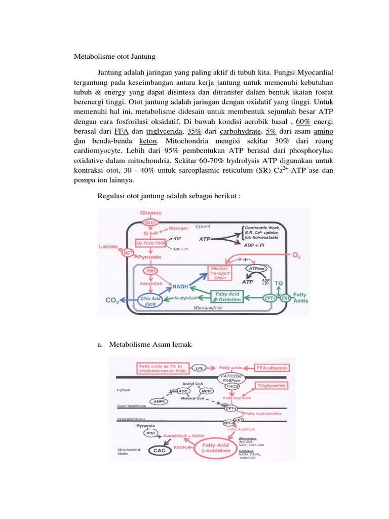Metabolisme Otot Jantung Metabolisme Otot Jantung