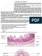 Intestinum Tenue