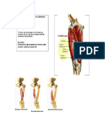 yoga dib anatomia.docx