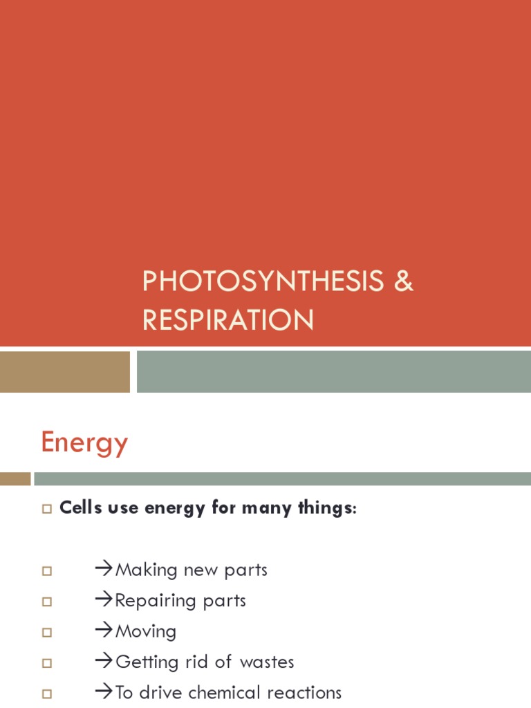 Photosynthesis and Cellular Respiration Explained | PDF | Cellular ...
