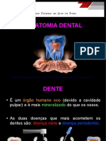 Anatomia Dental