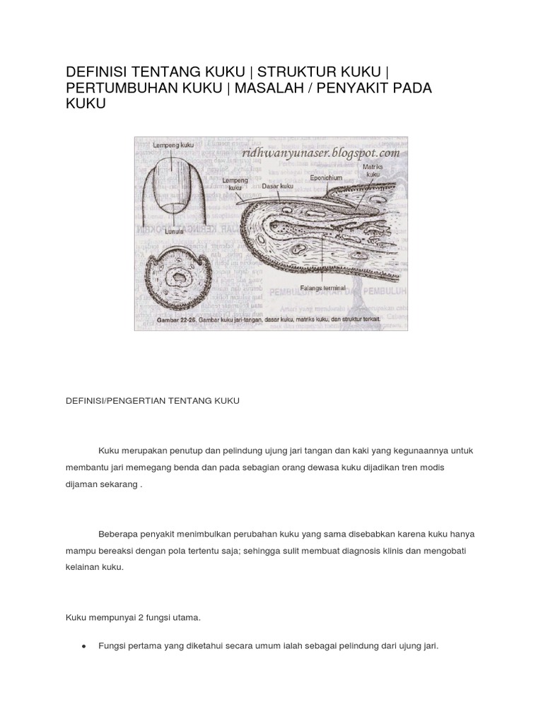 Anatomi Kuku | PDF