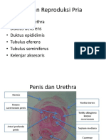 Histologi Organ Reproduksi Pria