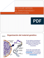 Ciclocelular y Gametogenesis