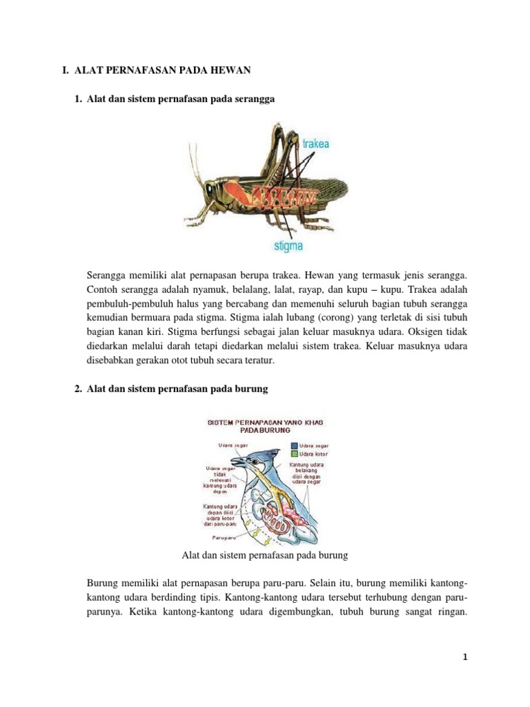 4700 Koleksi Gambar Organ Pernapasan Pada Hewan Mamalia Gratis