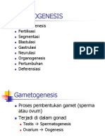 P2 Gametogenesis