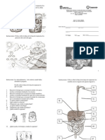 Examen Bimestral de Ciencias I (Enfasis en Biologia)