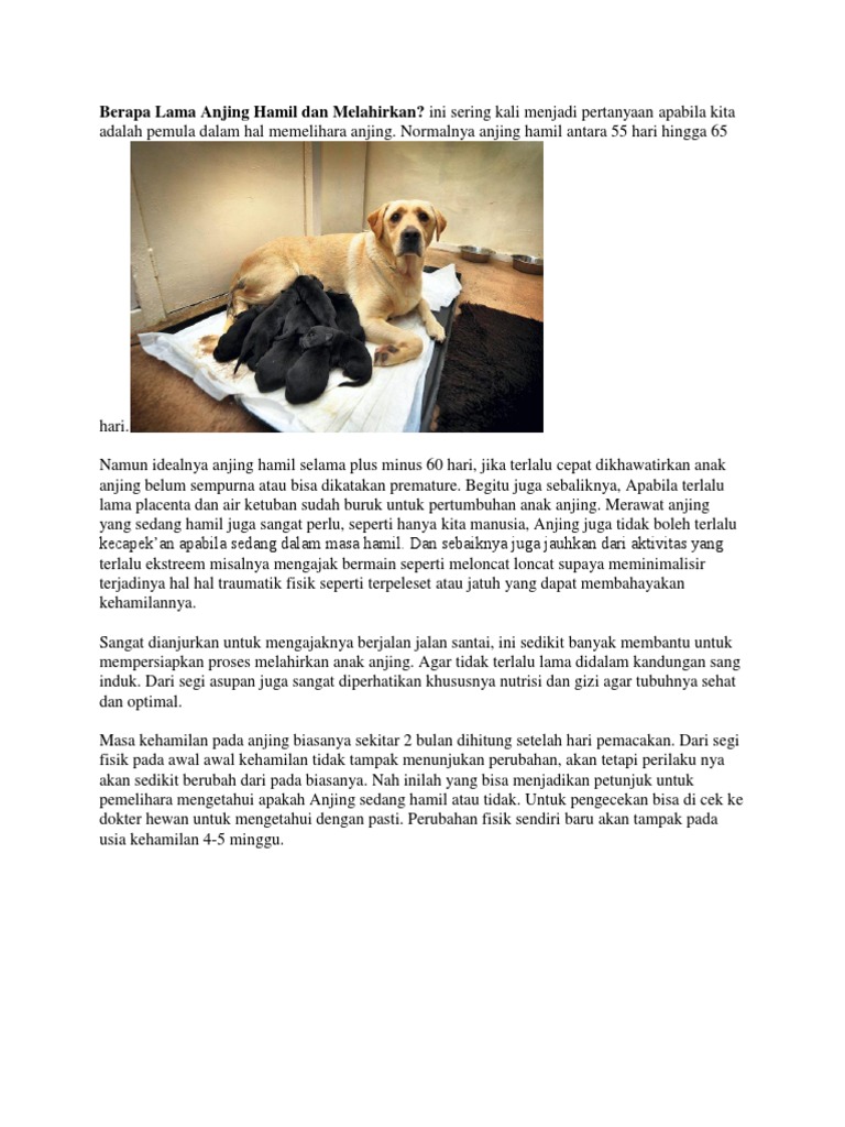 Berapa Lama Anjing Hamil Dan Melahirkan