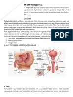 Alat Reproduksi Pria Dan Fungsinya