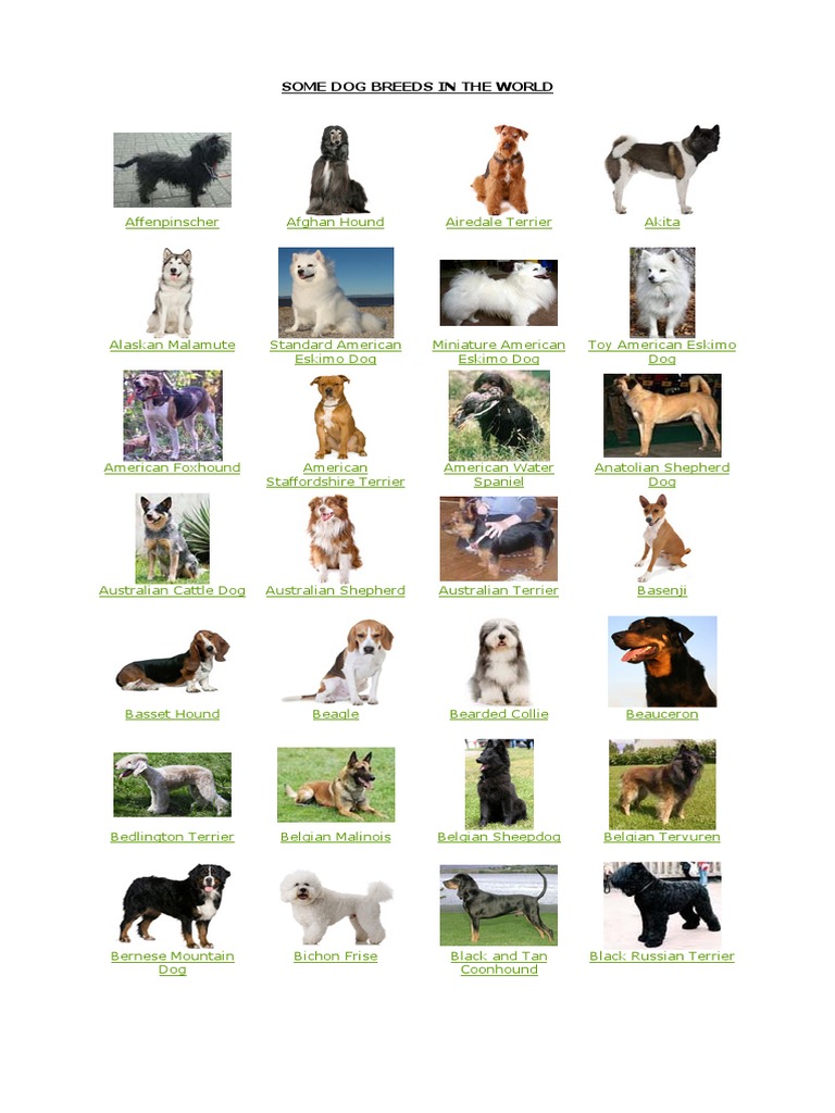 1.dog Breeds PDF | PDF | Terriers | Spaniels