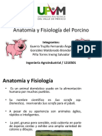 Anatomía y Fisiología Porcino
