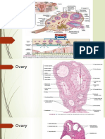 histologi wanita