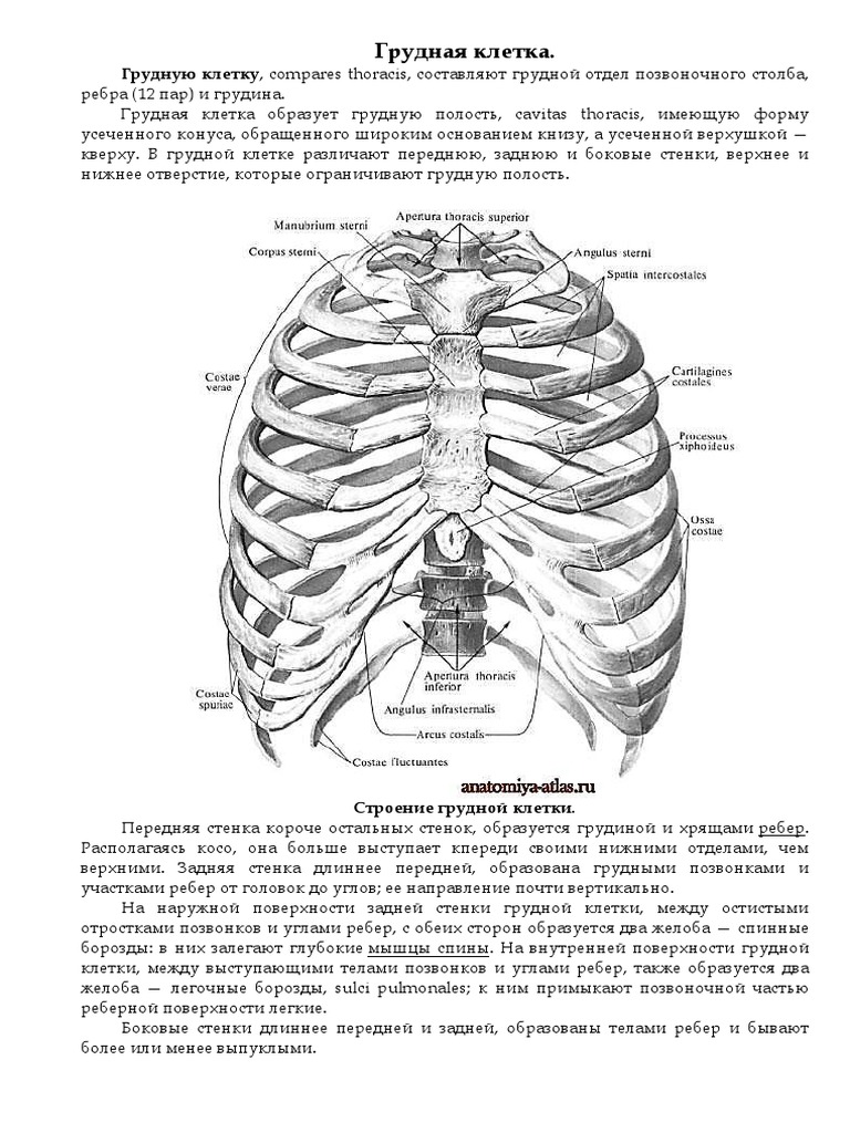 Где Грудина У Человека Фото