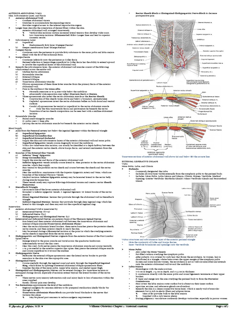 OB Williams Chap 2 Maternal Anatomy | PDF | Abdomen | Vagina