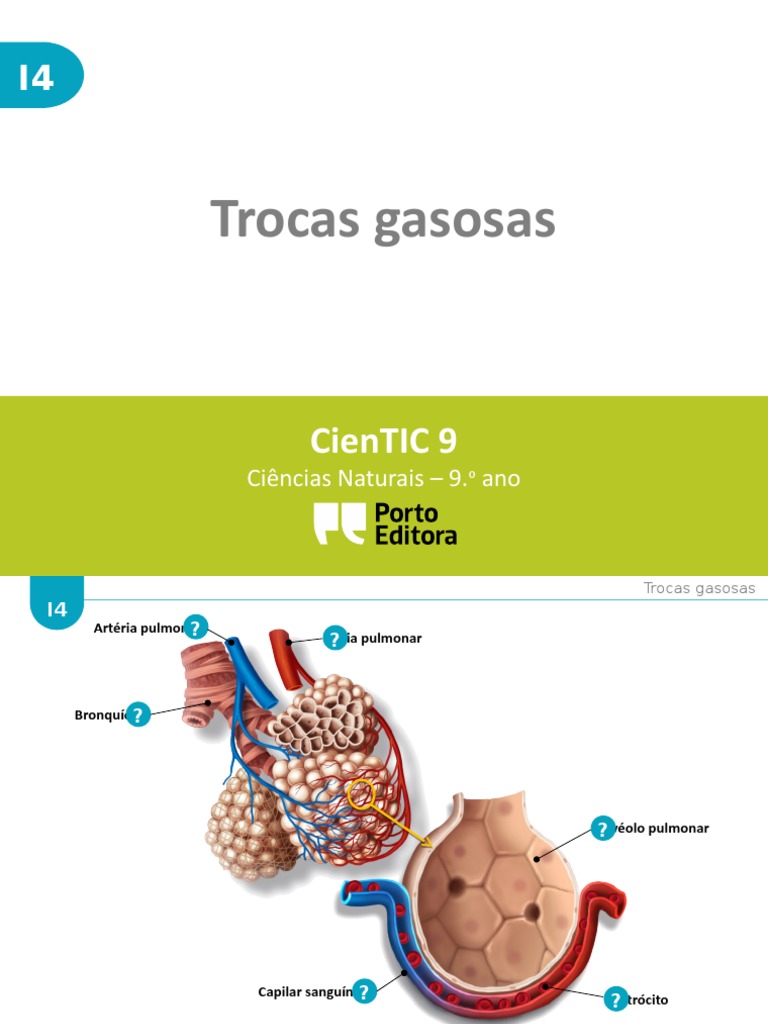 As Trocas Gasosas No Pulmao Humano Em Condicoes Normais Ocorrem