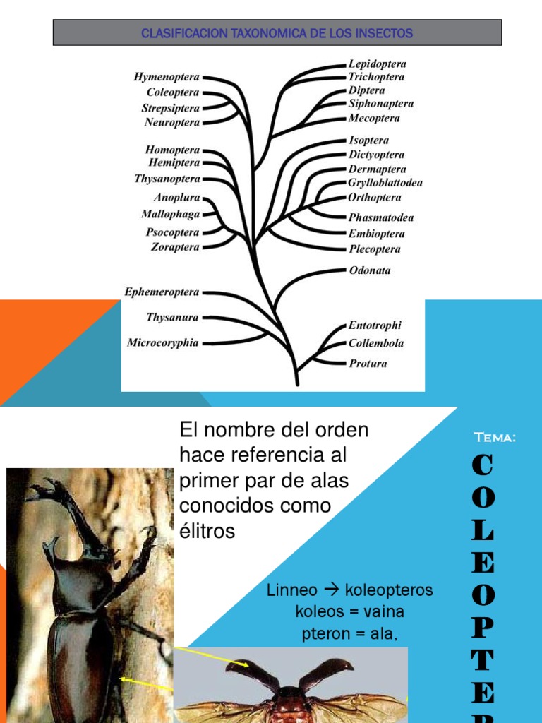 Taxonomia De Los Insectos