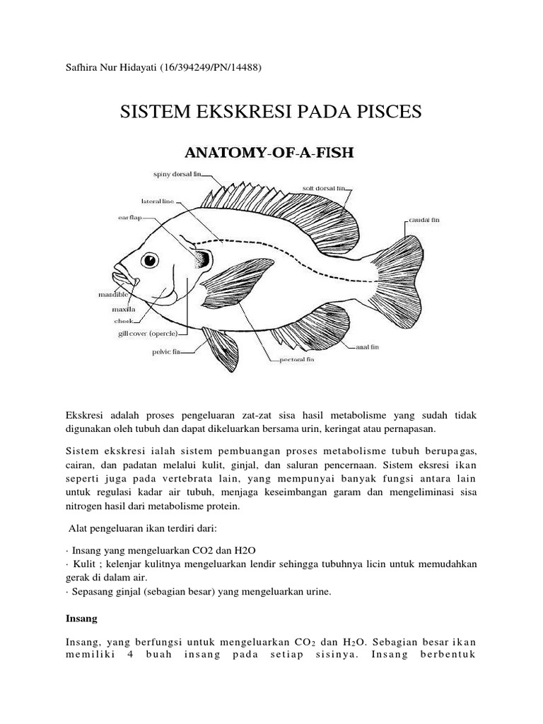 85 Koleksi Ekskresi Ikan Air Tawar Dan Ikan Air Laut Terbaru
