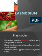 Plasmodium