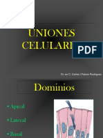 Uniones Celulares